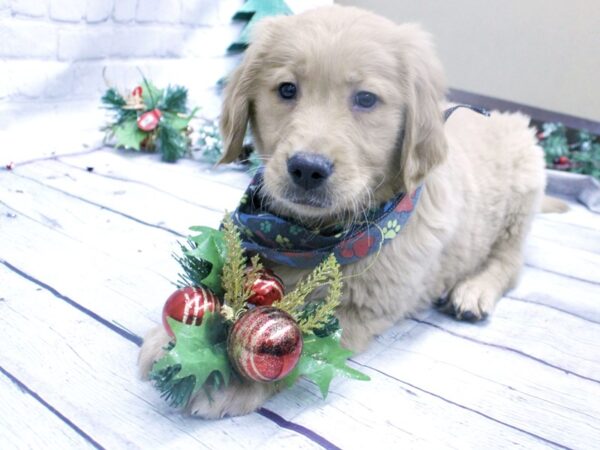 Golden Retriever-DOG-Male-Golden-15835-Petland Wichita, Kansas