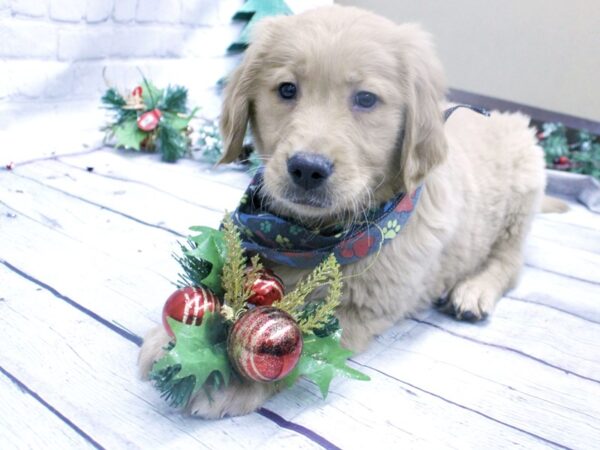 Golden Retriever DOG Male Golden 15835 Petland Wichita, Kansas