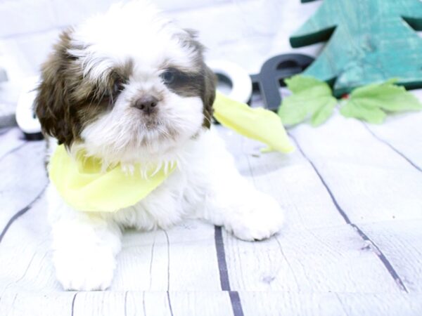 Shih Tzu DOG Female Chocolate and White 15853 Petland Wichita, Kansas