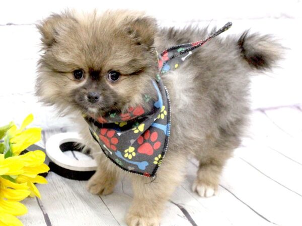 Pomeranian-DOG-Male-Sable-15923-Petland Wichita, Kansas