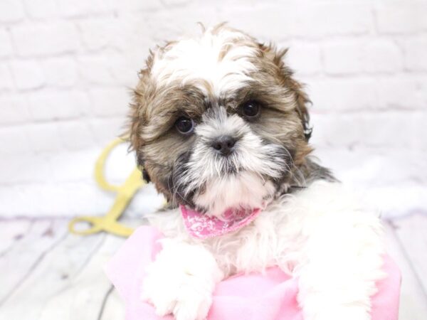 Shih Tzu DOG Female Gold & White w/ Black Markings 15921 Petland Wichita, Kansas