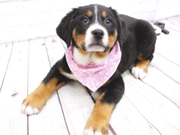 Bernaussie DOG Female Black Tri 15919 Petland Wichita, Kansas