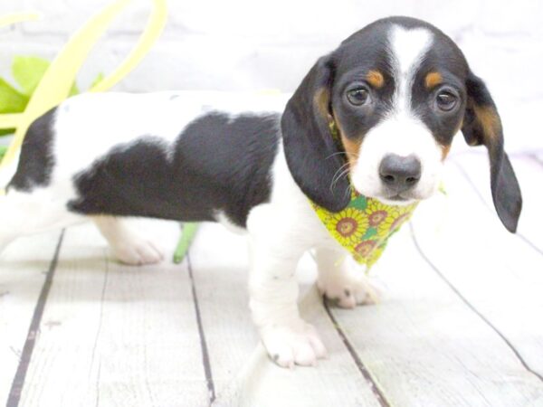 Miniature Dachshund DOG Female Smooth Coat Black Tri Pibald 15917 Petland Wichita, Kansas