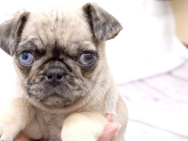 Pug DOG Male Merle Fawn w/one Blue Eye 15913 Petland Wichita, Kansas