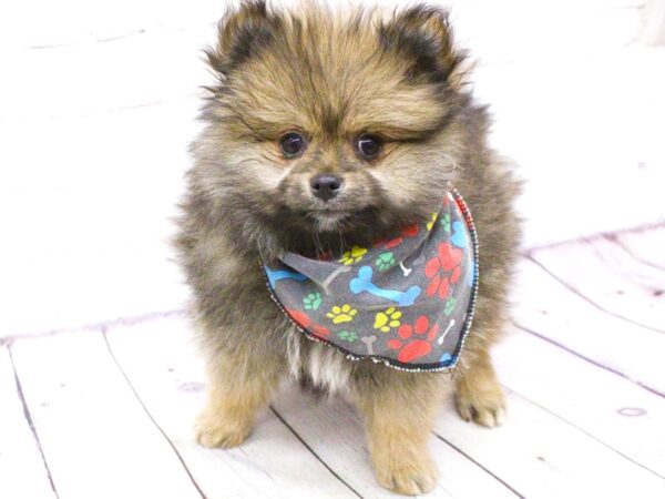 Pomeranian DOG Male Dark Sable 15924 Petland Wichita, Kansas