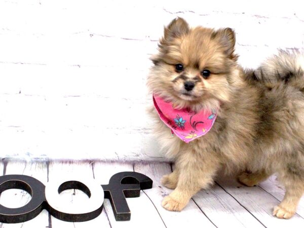 Pomeranian DOG Female Sable Merle 15922 Petland Wichita, Kansas