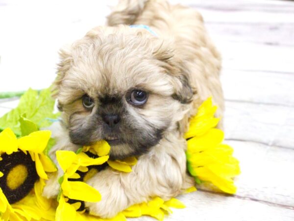 Shih Tzu DOG Male Gold w/Black Mask 15920 Petland Wichita, Kansas