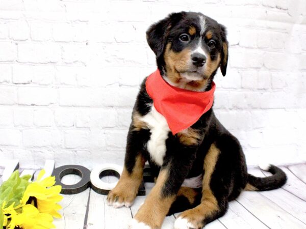 Bernaussie-DOG-Male-Black Tri-15918-Petland Wichita, Kansas