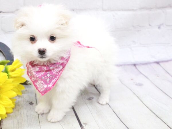 Eskipom DOG Female White 15912 Petland Wichita, Kansas