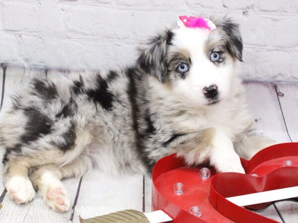 Miniature Australian Shepherd DOG Female Blue Merle 15949 Petland Wichita, Kansas