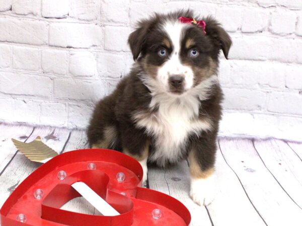 Miniature Australian Shepherd DOG Female Blue eyed Red TriColor 15947 Petland Wichita, Kansas