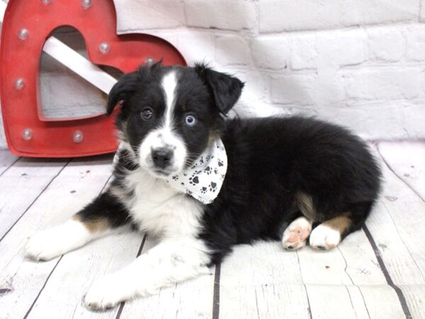 Miniature Australian Shepherd-DOG-Male-One Blue eye Black TriColor-15945-Petland Wichita, Kansas
