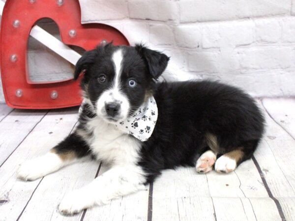 Miniature Australian Shepherd DOG Male One Blue eye Black TriColor 15945 Petland Wichita, Kansas