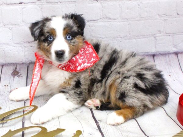 Miniature Australian Shepherd DOG Male Blue Merle 15943 Petland Wichita, Kansas