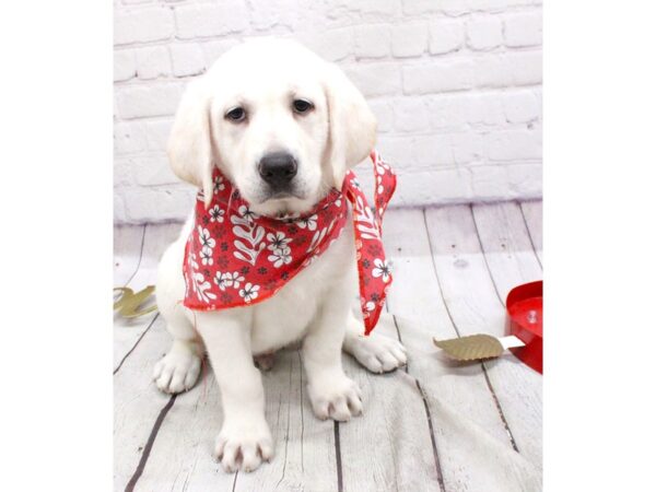 English Labrador Retriever DOG Male Cream 15941 Petland Wichita, Kansas