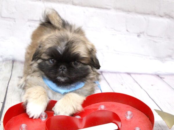 Pekingese DOG Male Sable w/Blue in one Eye 15939 Petland Wichita, Kansas