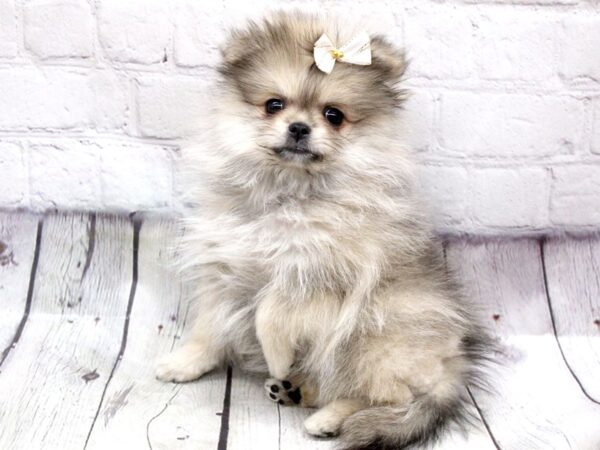 Pomeranian-DOG-Female-Light Sable-15935-Petland Wichita, Kansas