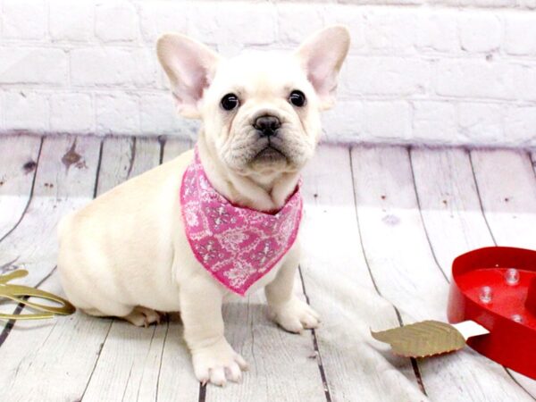 French Bulldog DOG Female Cream 15933 Petland Wichita, Kansas