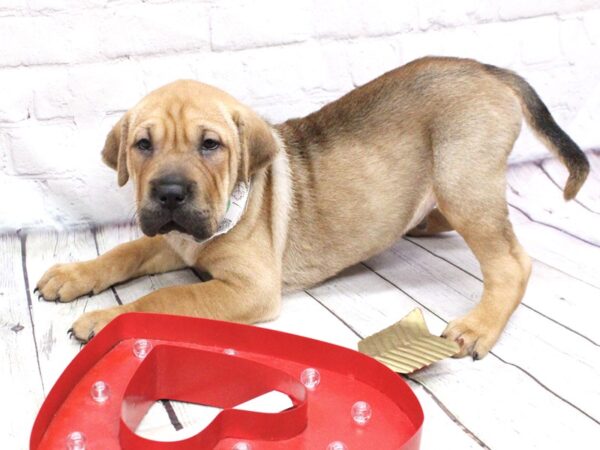 2nd Gen. Walrus-DOG-Male-Dark Sable-15931-Petland Wichita, Kansas