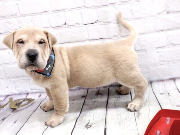 2nd Gen. Walrus DOG Male Blue Fawn 15929 Petland Wichita, Kansas