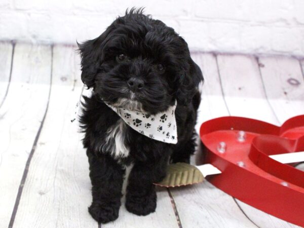 Cockapoo DOG Male Black 15927 Petland Wichita, Kansas