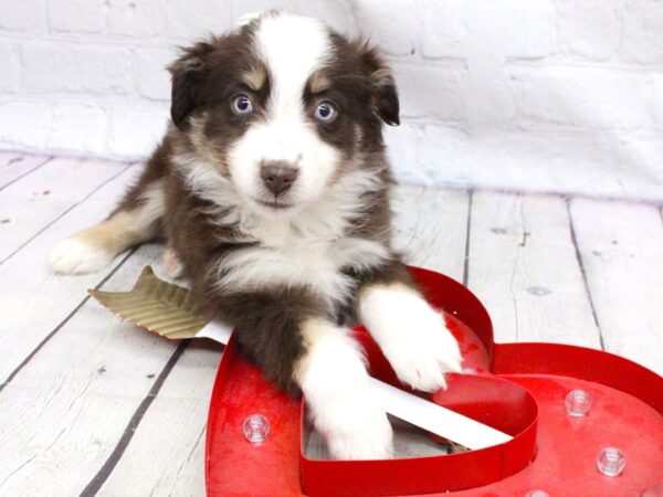 Miniature Australian Shepherd DOG Female Blue Eyed Red TriColor 15948 Petland Wichita, Kansas