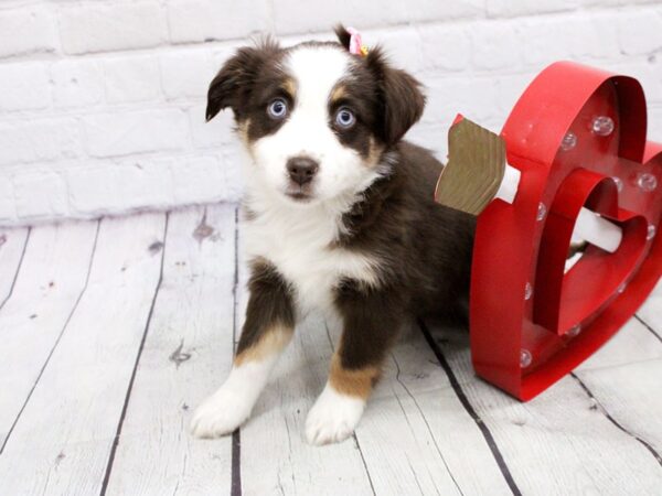 Miniature Australian Shepherd DOG Female Blue Eyed Red TriColor 15946 Petland Wichita, Kansas