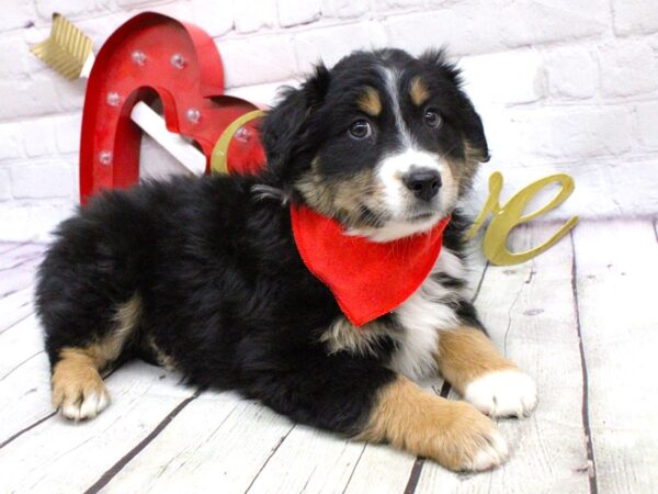 Miniature Australian Shepherd DOG Male Black TriColor 15944 Petland Wichita, Kansas