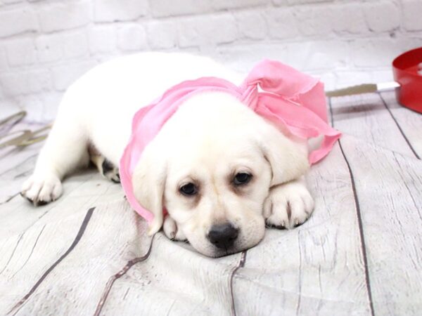 English Labrador Retriever-DOG-Female-Cream-15942-Petland Wichita, Kansas
