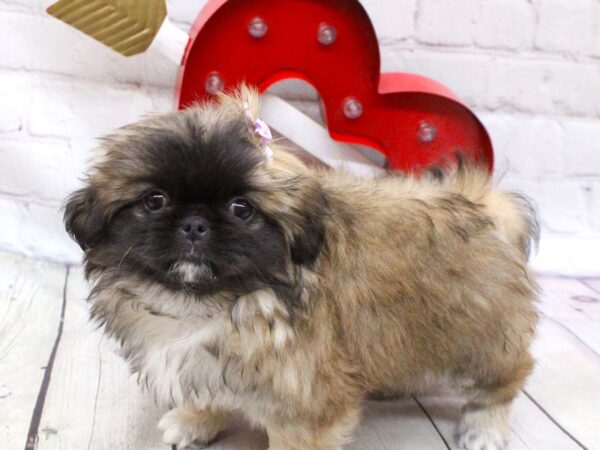 Pekingese DOG Female Sable 15940 Petland Wichita, Kansas