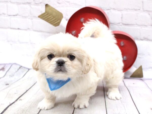 Pekingese DOG Male Cream 15938 Petland Wichita, Kansas