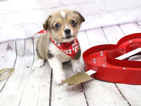 Pembroke Welsh Corgi DOG Male Sable 15936 Petland Wichita, Kansas