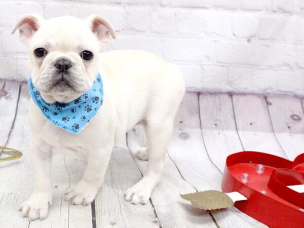 French Bulldog-DOG-Male-Cream-15934-Petland Wichita, Kansas