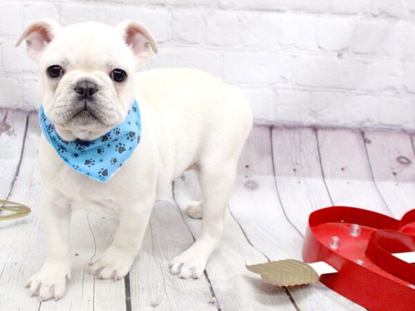 French Bulldog DOG Male Cream 15934 Petland Wichita, Kansas