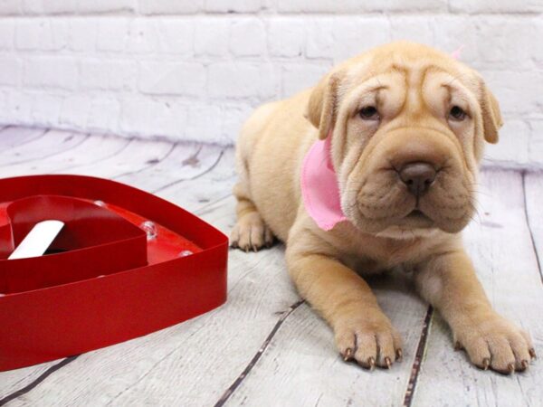 2nd Gen. Walrus-DOG-Female-Cream-15932-Petland Wichita, Kansas