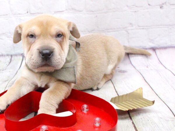 2nd Gen. Walrus DOG Male Blue Fawn w/Blue Eyes 15930 Petland Wichita, Kansas