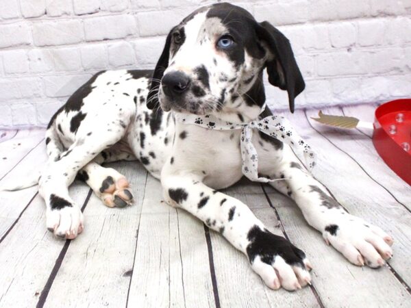 Great Dane-DOG--Merlequin w/One Blue Eye-15928-Petland Wichita, Kansas