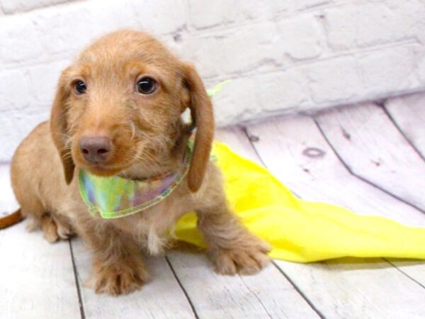 Miniature Dachshund DOG Male Wire Haired Red Gold 15897 Petland Wichita, Kansas