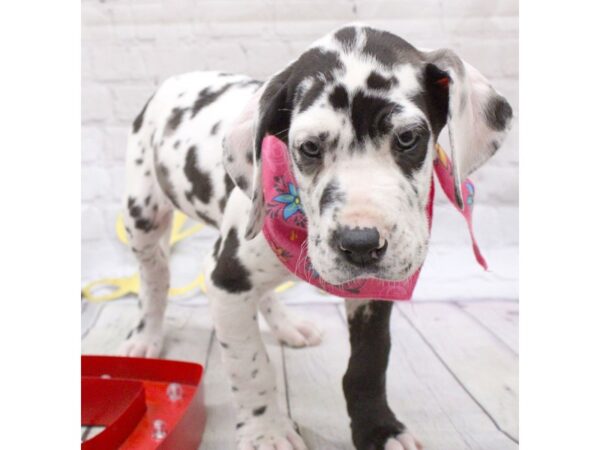 Great Dane DOG Female Blue Eyed MerleQuin 15951 Petland Wichita, Kansas