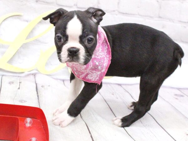 Boston Terrier DOG Female Black / White Tux 15957 Petland Wichita, Kansas