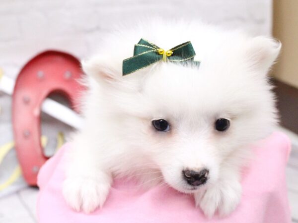 Toy Eski Pom DOG Female White 15959 Petland Wichita, Kansas