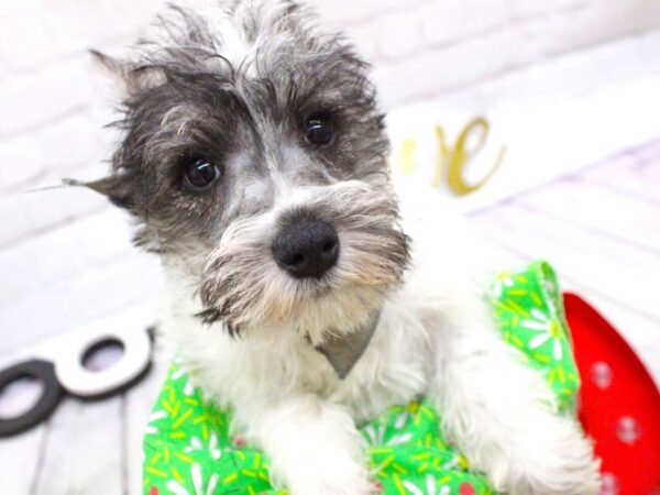 Miniature Schnauzer DOG Female Salt and Pepper Parti 15950 Petland Wichita, Kansas