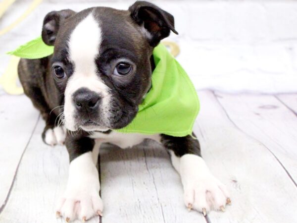 Boston Terrier-DOG-Female-Brindle Tux-15956-Petland Wichita, Kansas
