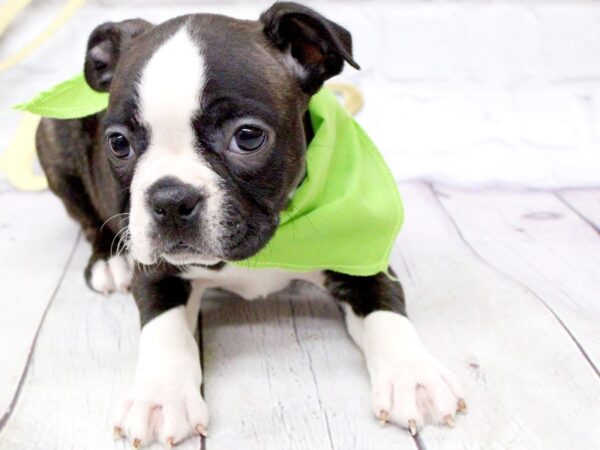 Boston Terrier DOG Female Brindle Tux 15956 Petland Wichita, Kansas