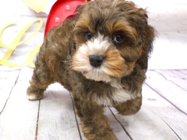 Cockapoo DOG Female Dark Sable 15962 Petland Wichita, Kansas