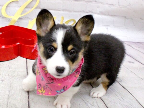 Pembroke Welsh Corgi DOG Female Black Tri 15964 Petland Wichita, Kansas