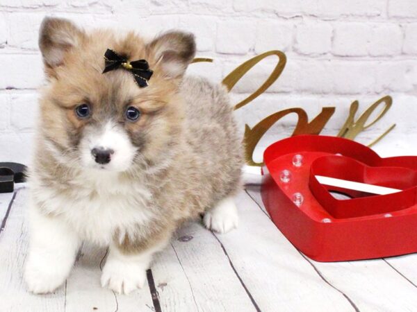 Pembroke Welsh Corgi DOG Female Blue Fawn Sable & White 15966 Petland Wichita, Kansas