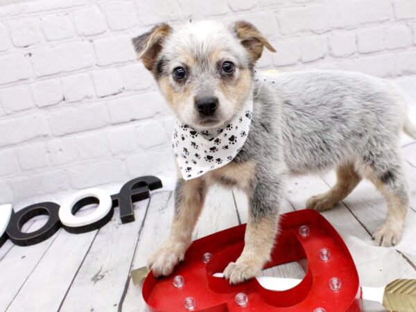 Blue Heeler Mix-DOG-Male-Blue-15968-Petland Wichita, Kansas