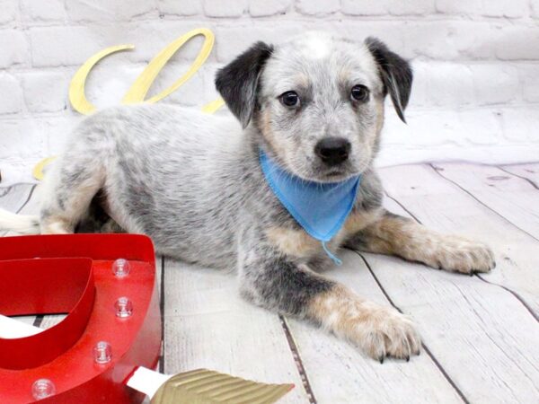 Blue Heeler Mix-DOG-Male-Blue-15970-Petland Wichita, Kansas