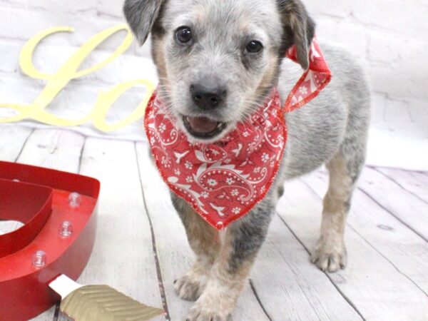 Blue Heeler Mix-DOG-Male-Blue-15971-Petland Wichita, Kansas